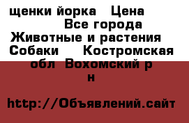 щенки йорка › Цена ­ 15 000 - Все города Животные и растения » Собаки   . Костромская обл.,Вохомский р-н